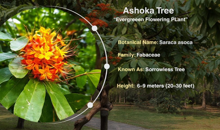 Close view of an Ashoka tree with green leaves