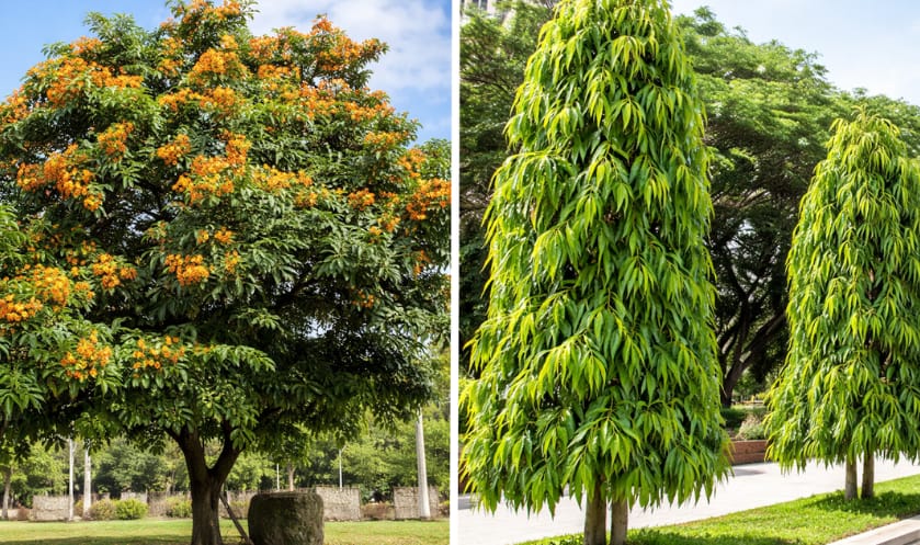 Saraca asoca and Polyalthia longifolia Ashoka trees shown together.