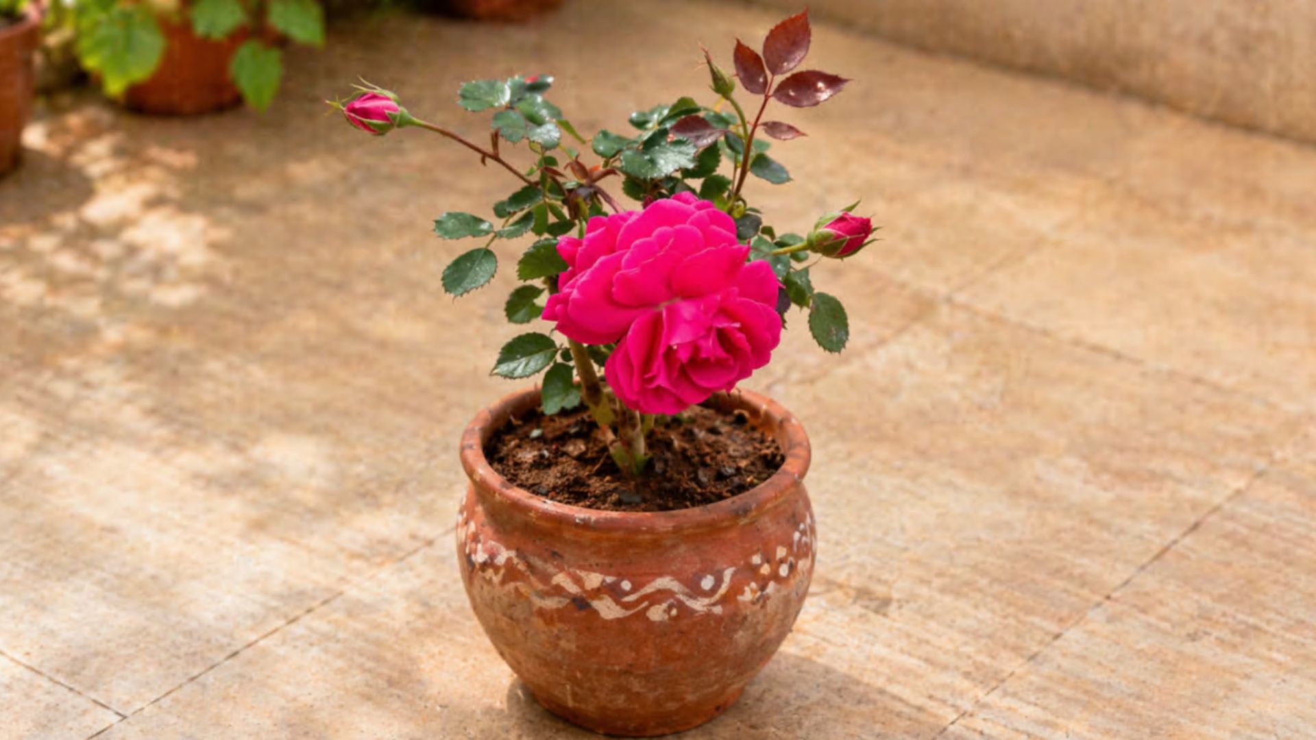 Indian Rose Plant Desi Gulab
