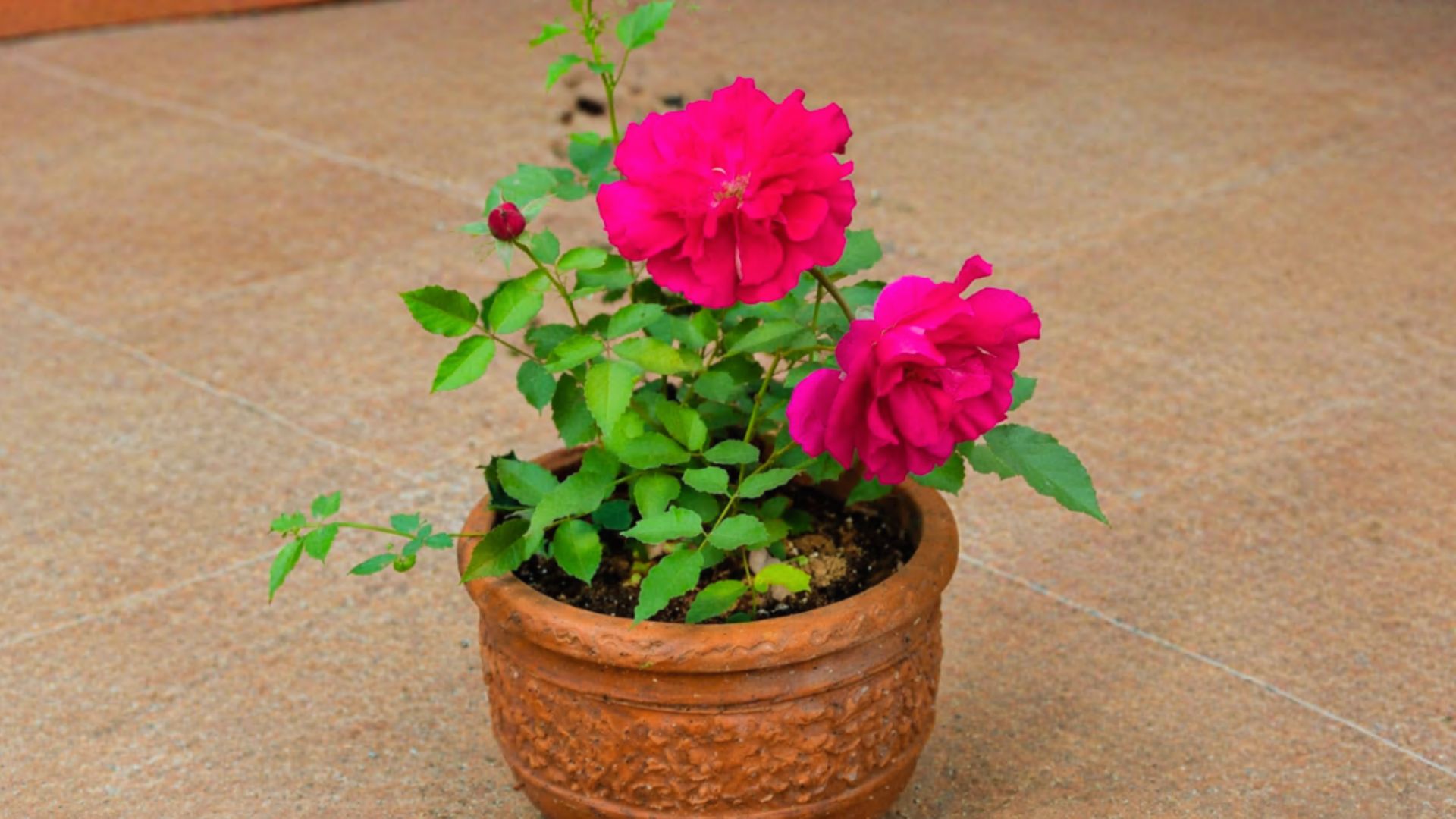 Kashmiri Rose Variety In India