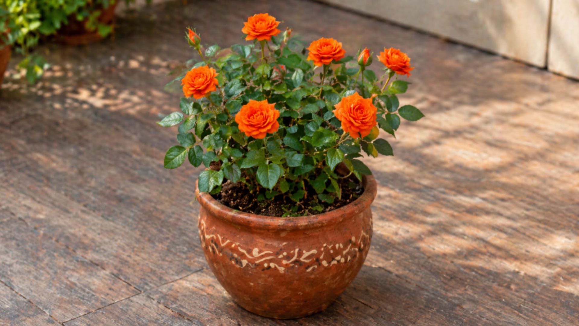 Button Rose Plant Kept In A Balcony