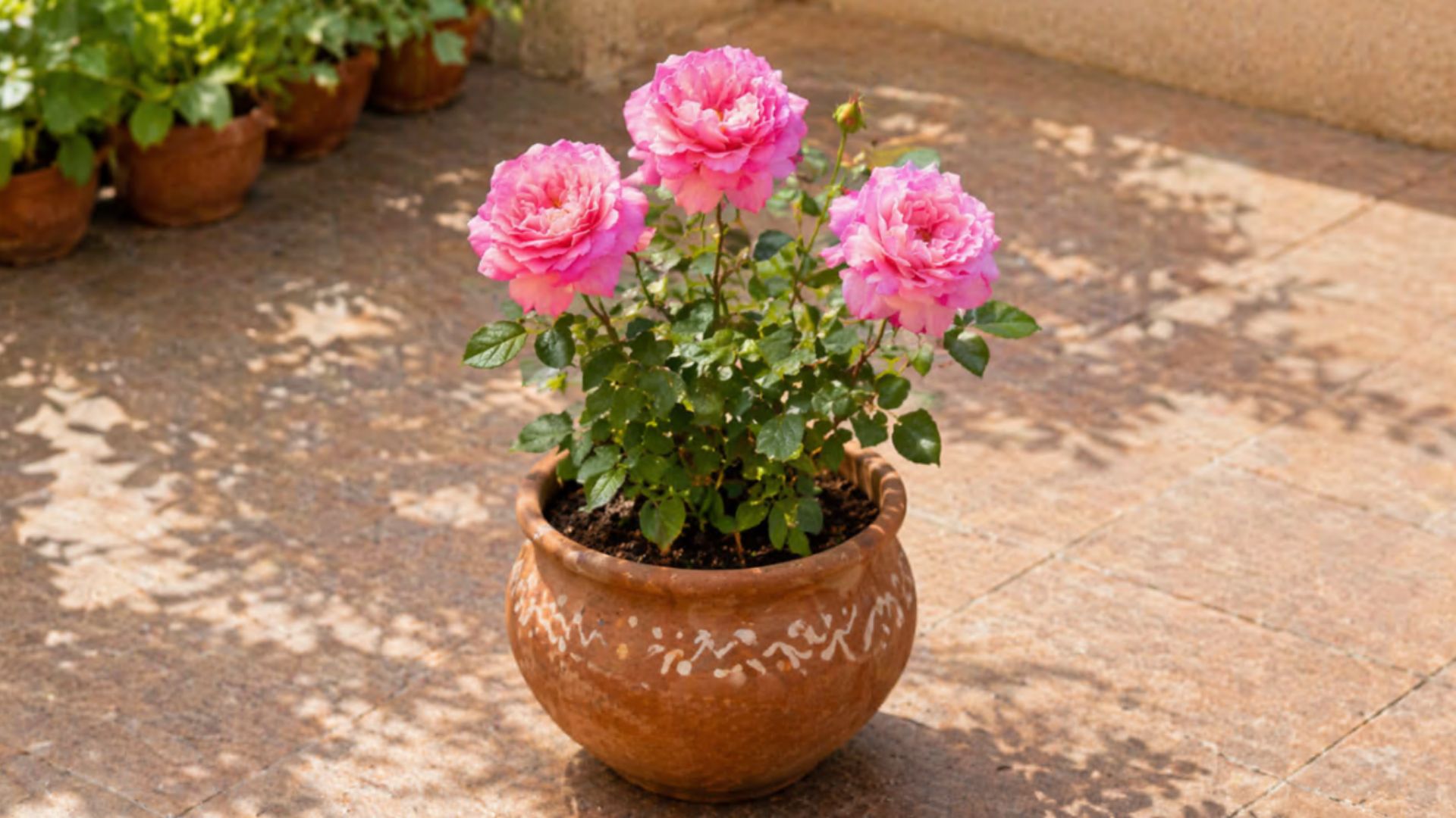 English Rose In Pink Shade