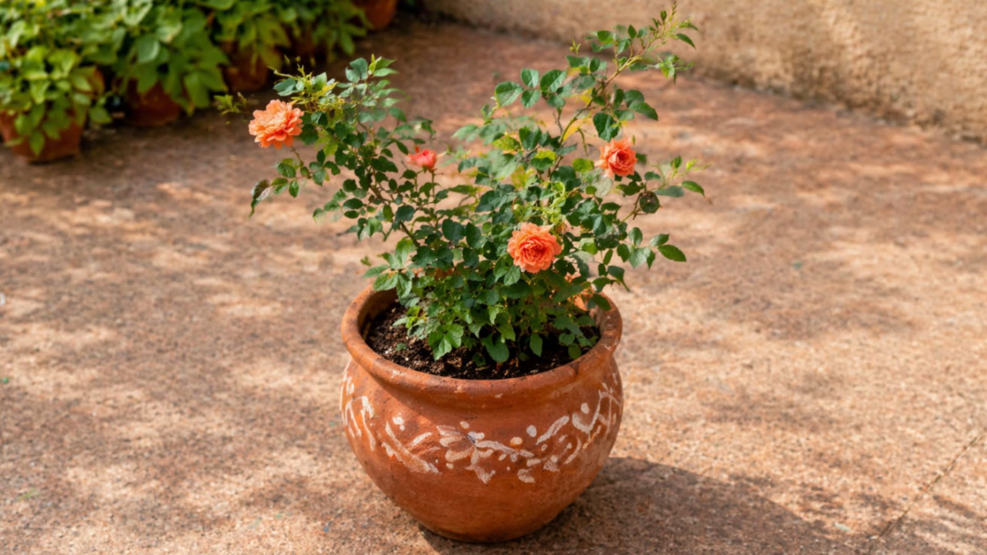 Orange Miniature Rose Plant Kept Under the Sun