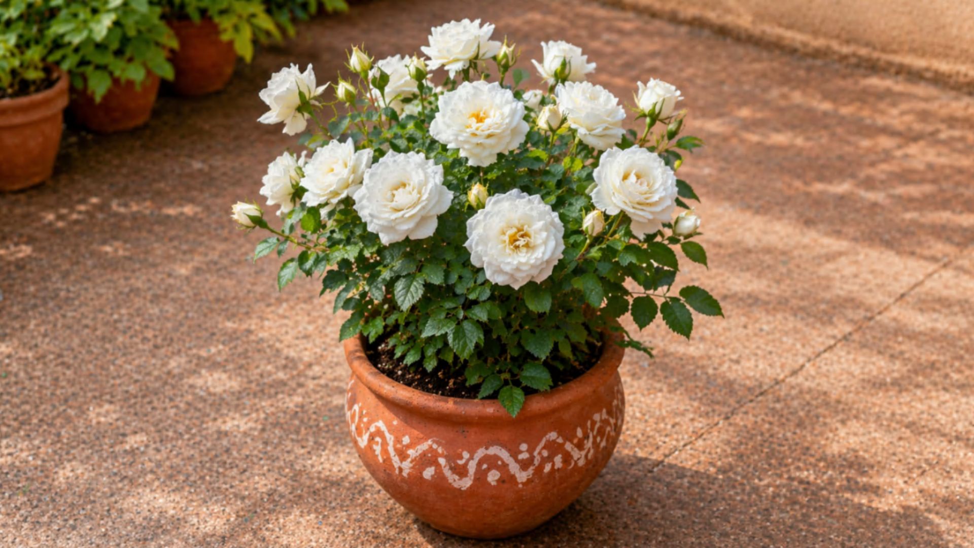White-Coloured Floribunda Rose Plant