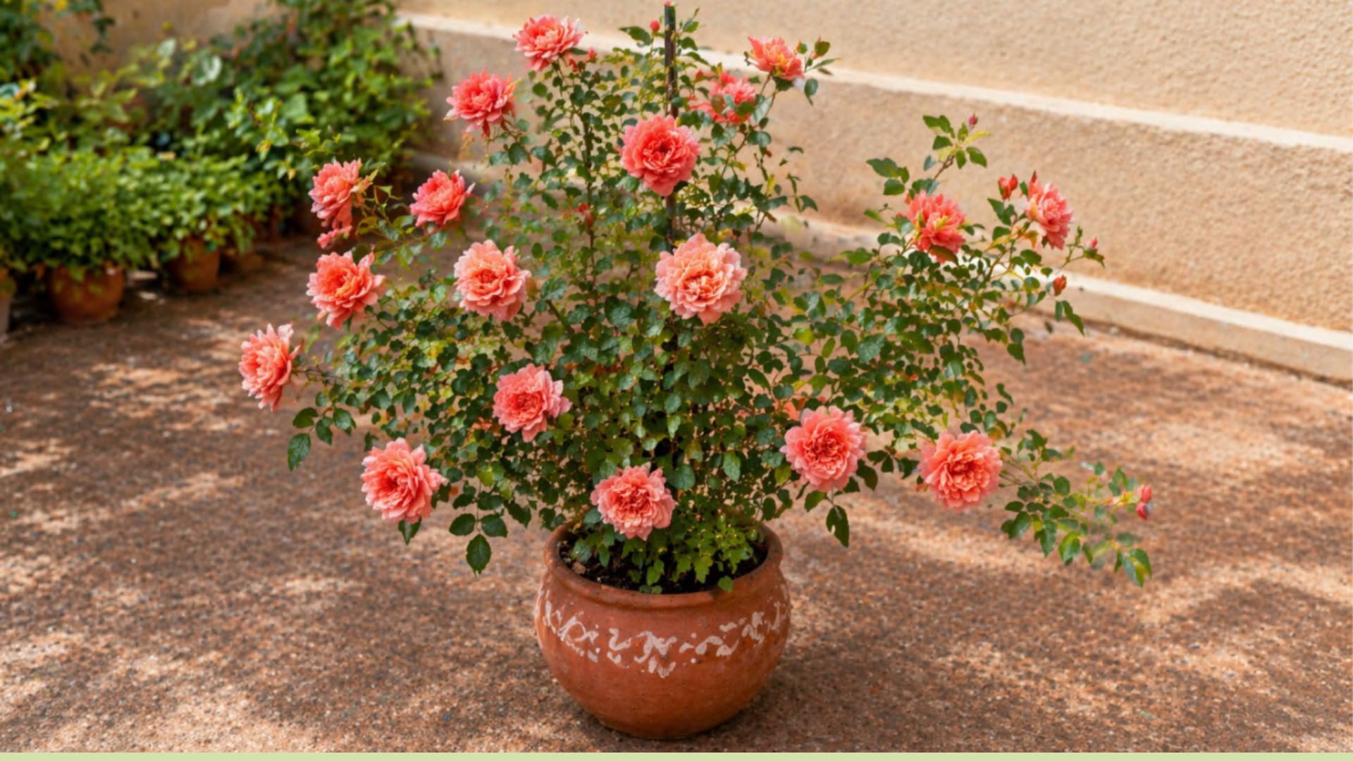 Coral Climbing Rose Plant