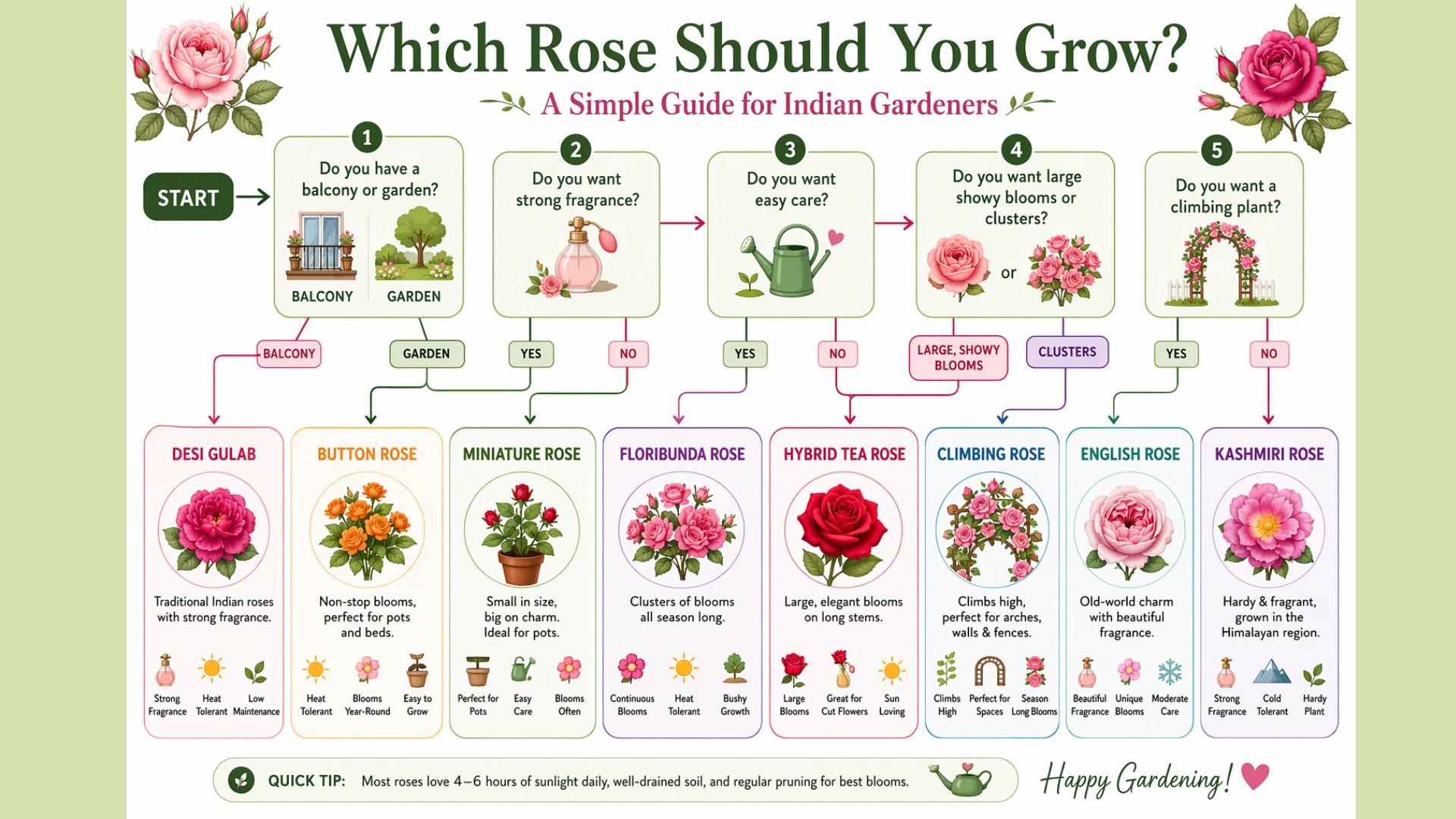  Decision tree infographic to choose the best rose varieties for Indian gardeners, including Desi Gulab, Floribunda, Hybrid Tea, Miniature roses, and more. 