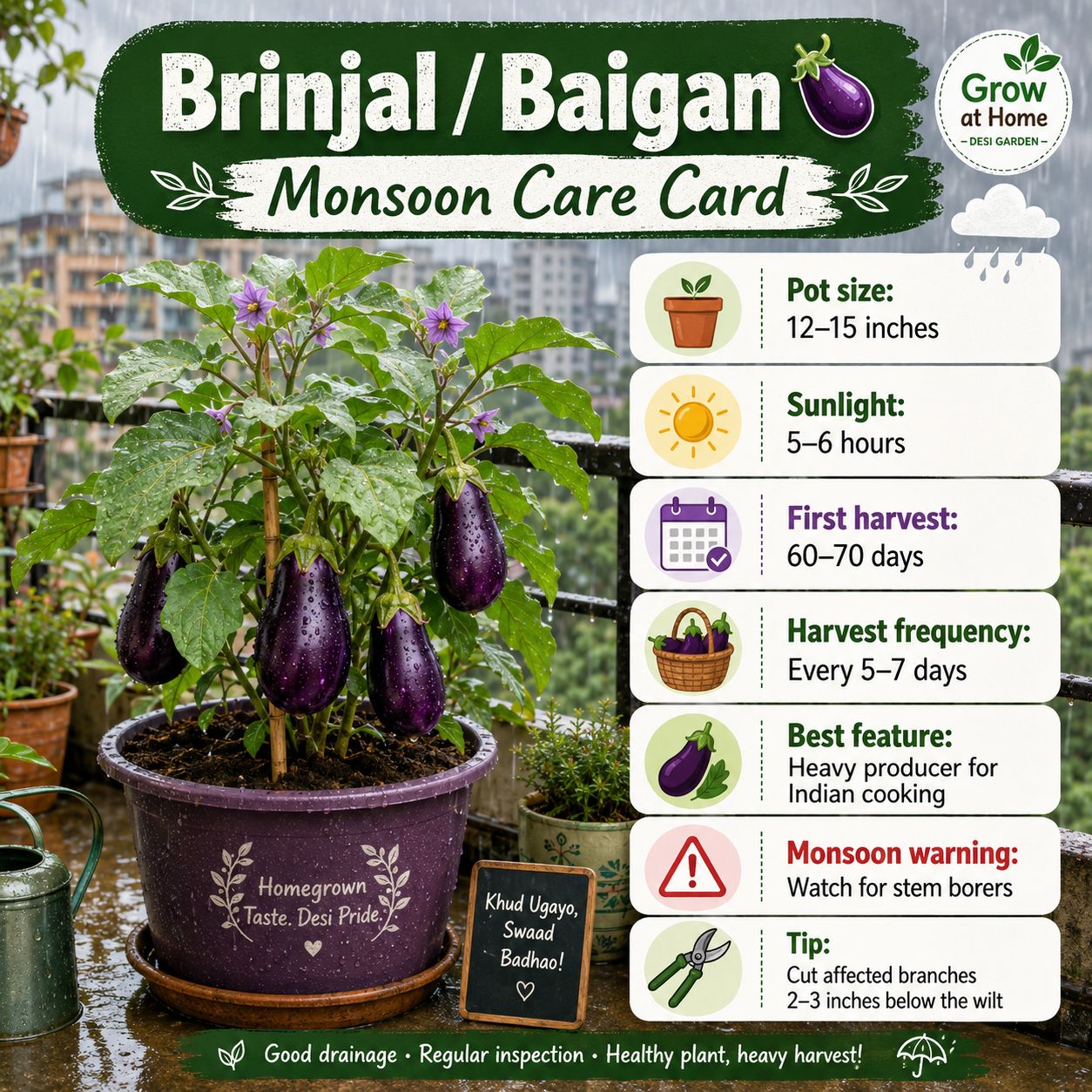 Brinjal Brinjal monsoon care card