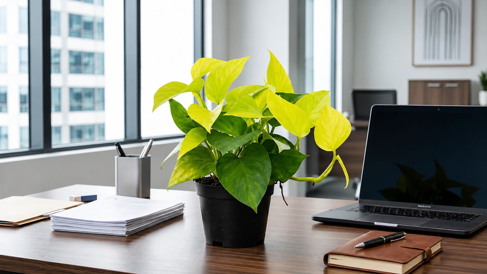 Pothos