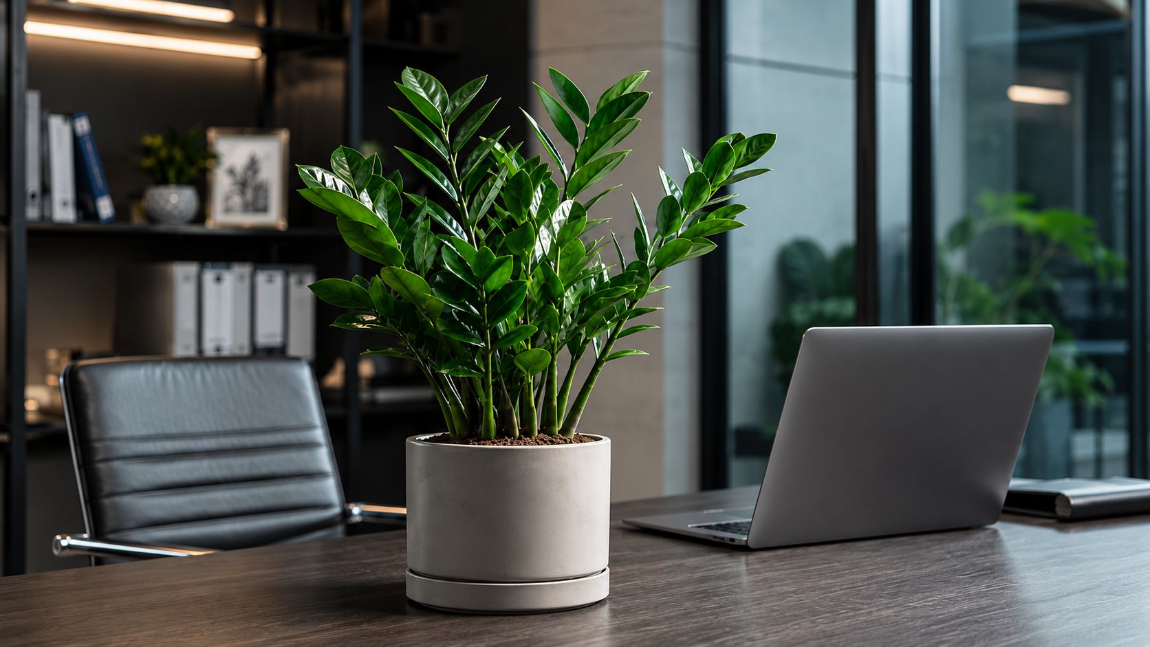 ZZ Plant
