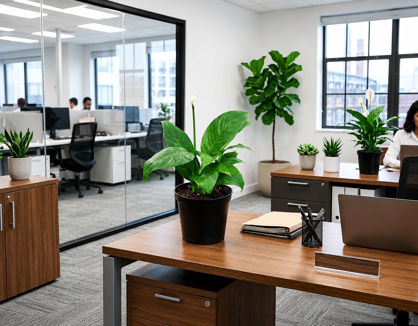 Peace Lily