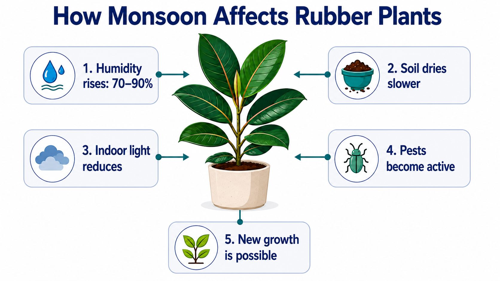 How the Monsoon Affects Rubber Plants in India