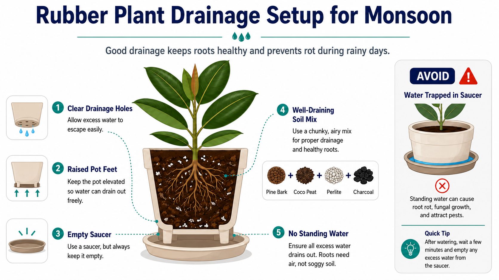 Rubber plant drainage setup for monsoon Drainage (Your Single Most Important Setup Check)