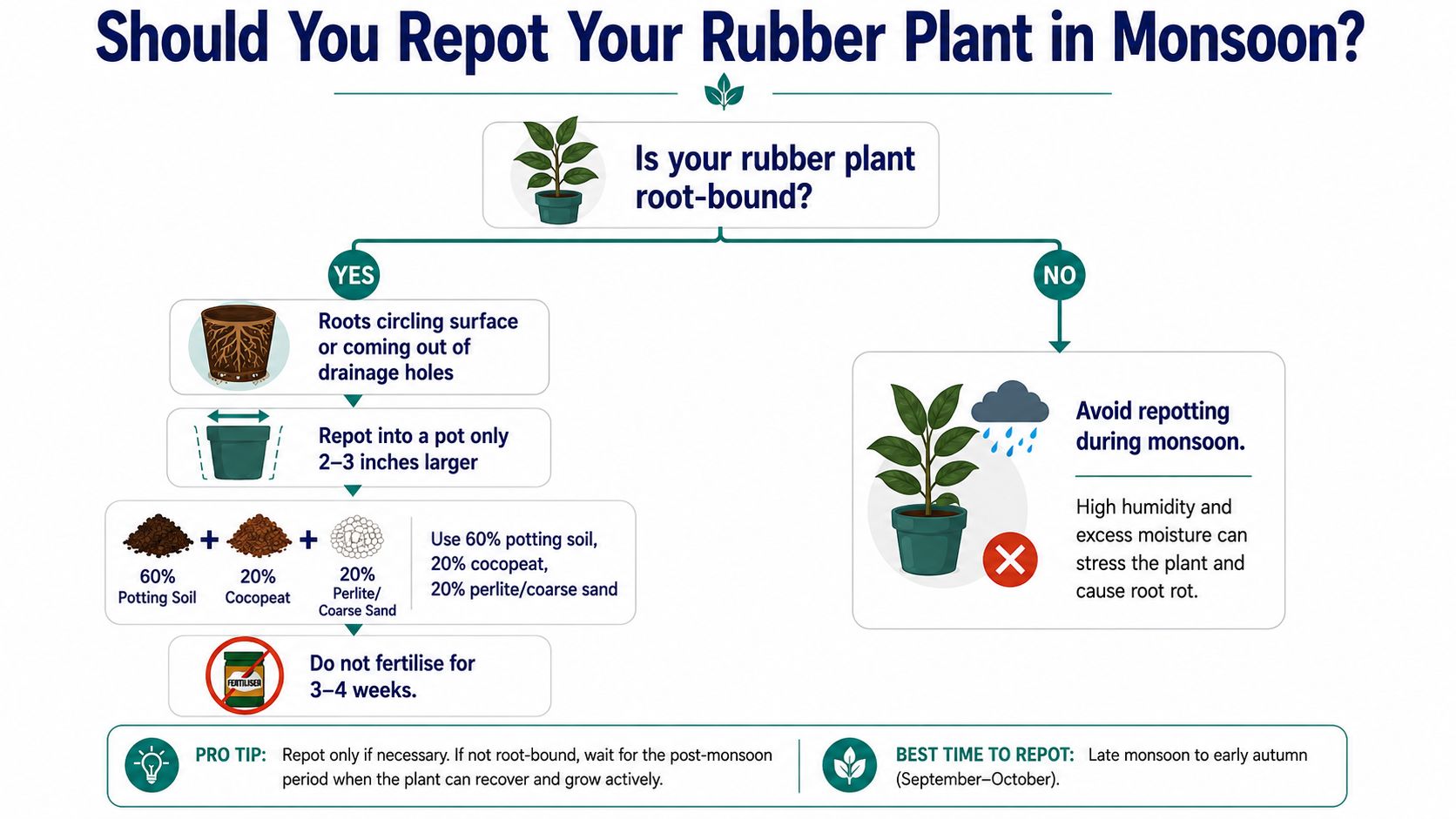 Should you repot your rubber plant in monsoon? Repotting