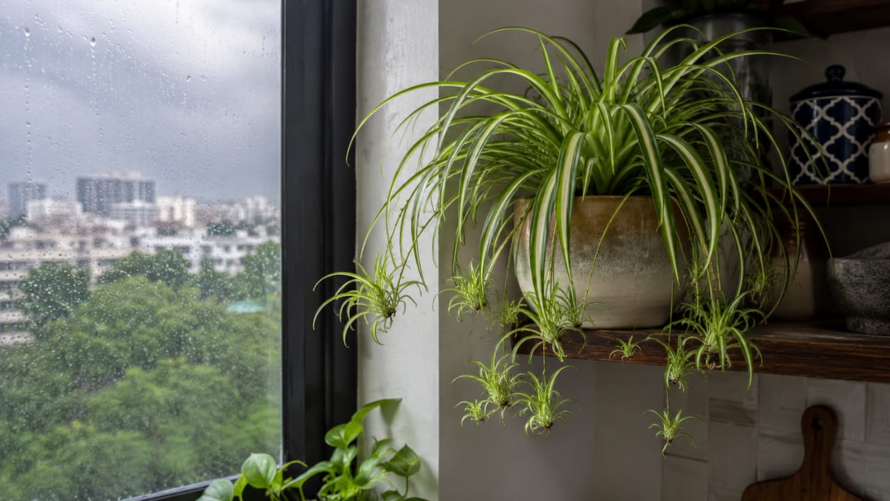 Spider Plant