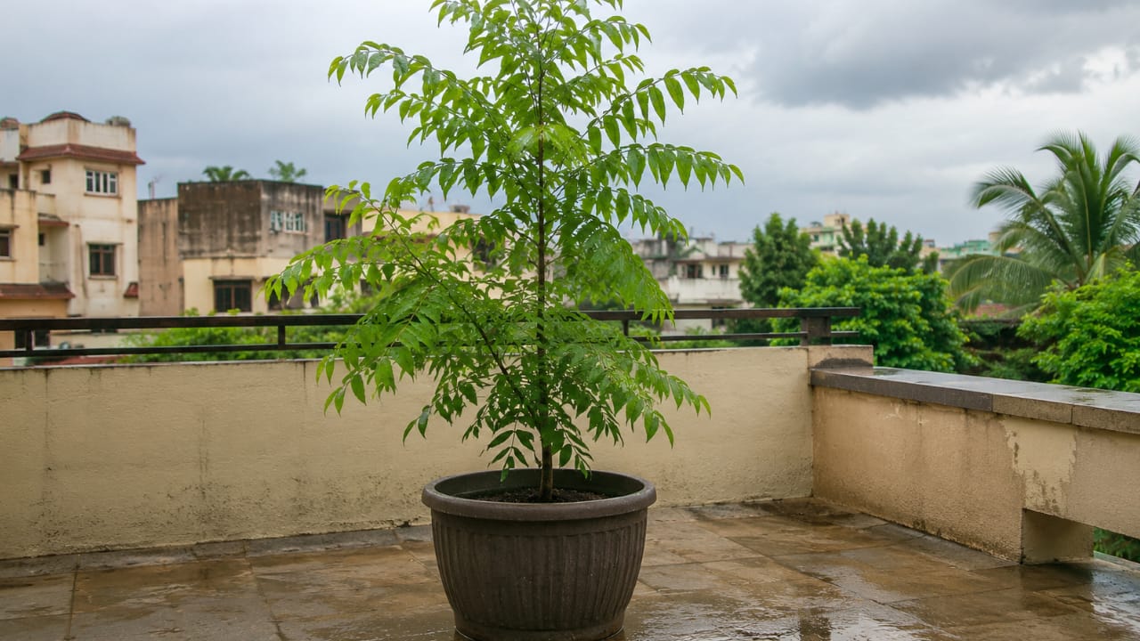 Neem (नीम)