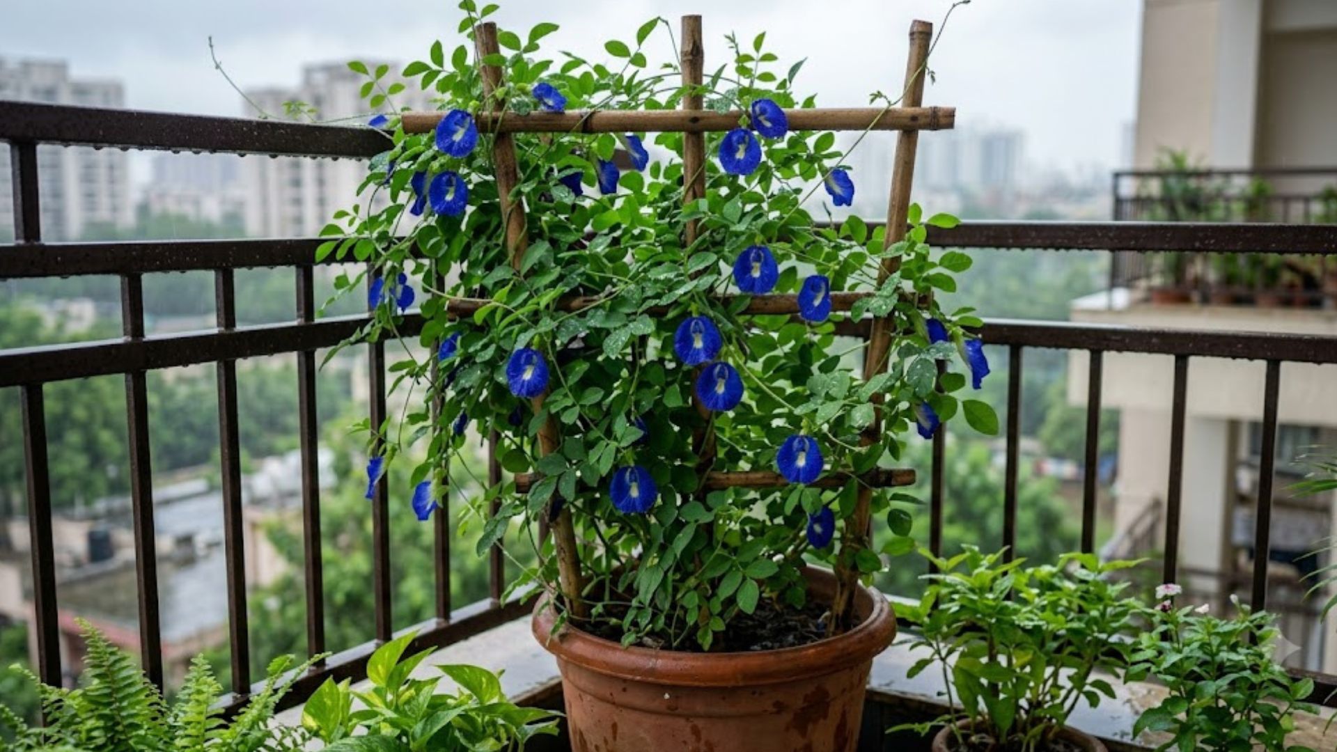 Aparajita (Butterfly Pea/अपराजिता)