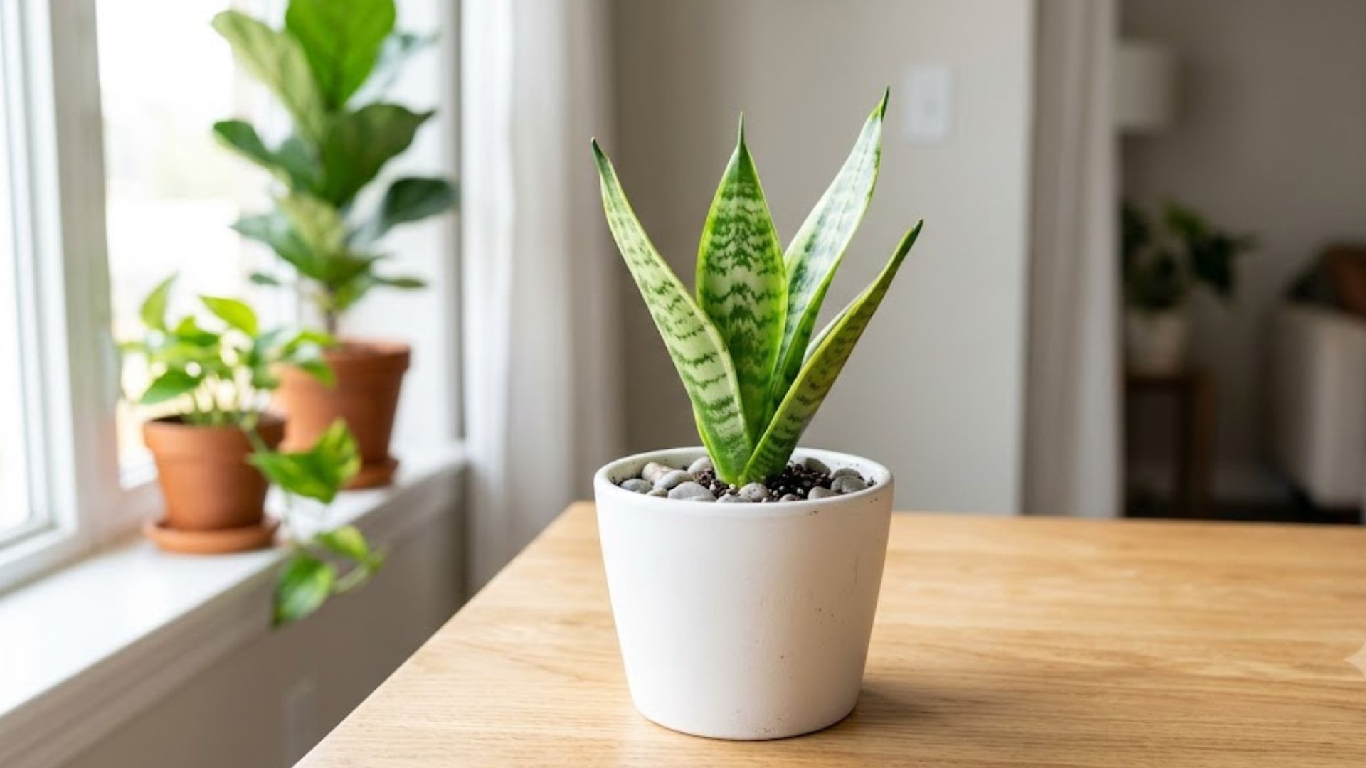 Snake Plant (Sansevieria/स्नेक प्लांट)