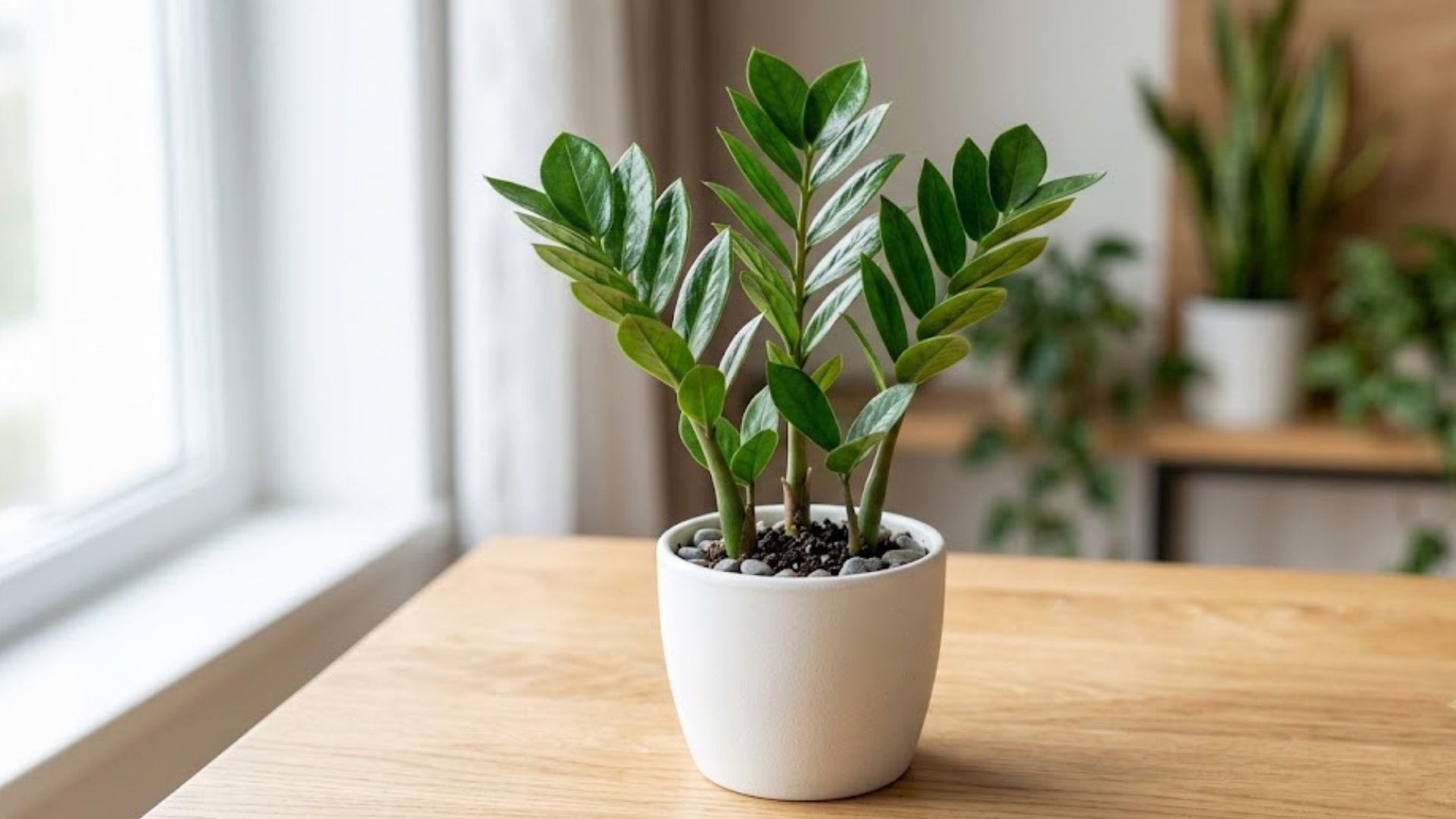 ZZ Plant (Zamioculcas zamiifolia/ज़ी ज़ी प्लांट)