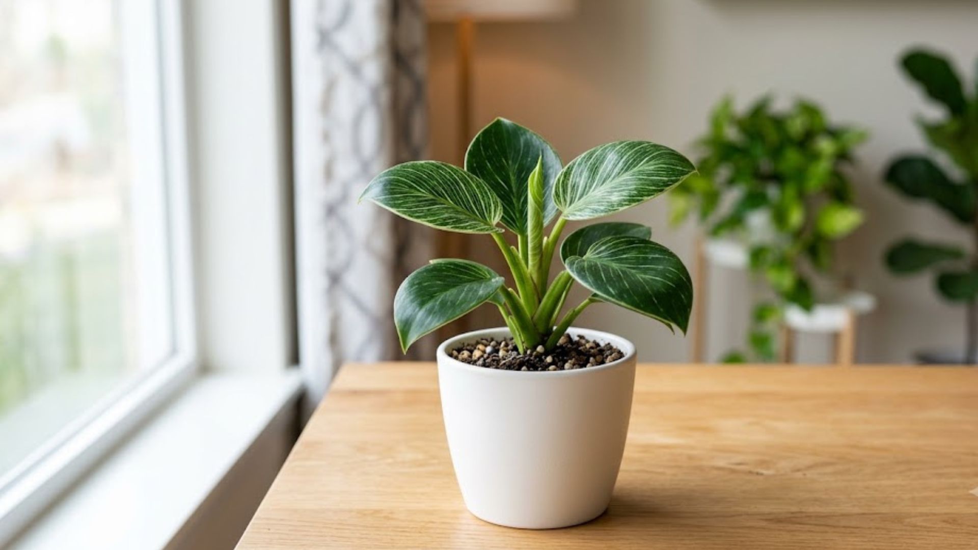 Philodendron Birkin (फिलोडेंड्रोन बिरकिन)