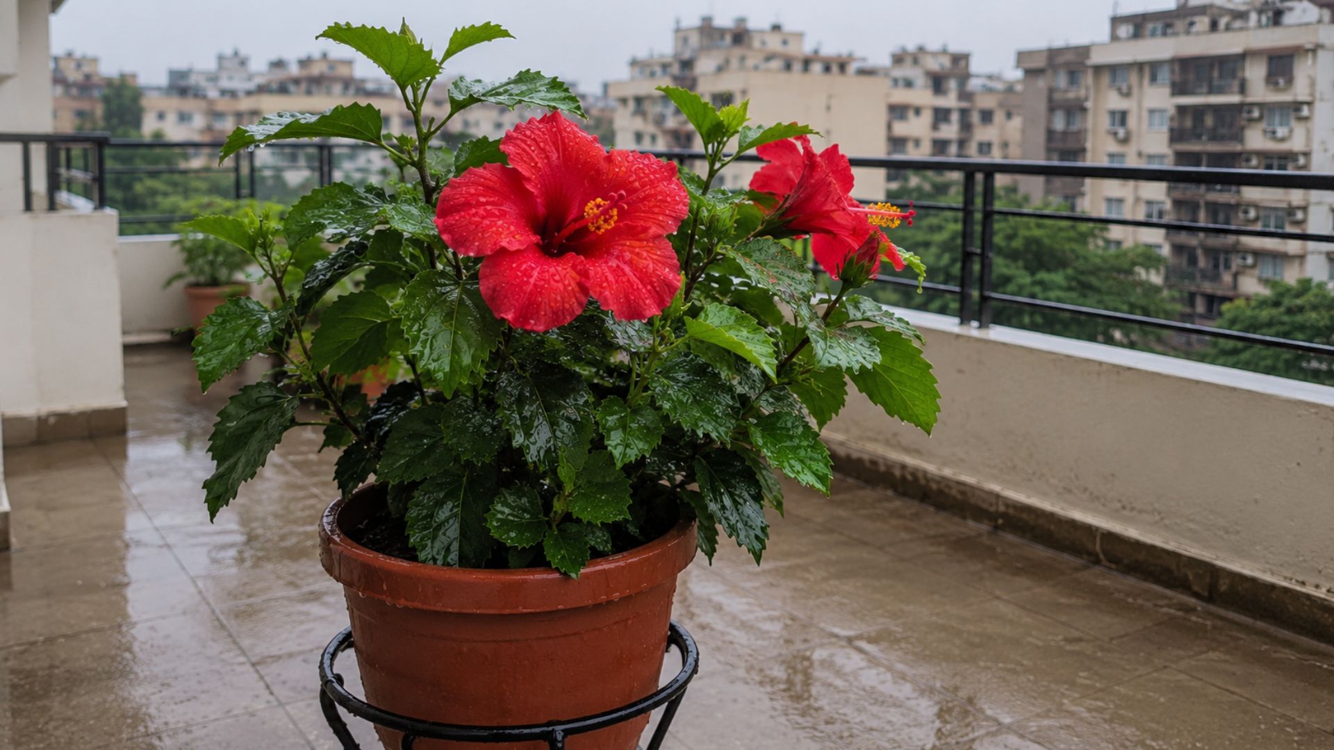 Hibiscus