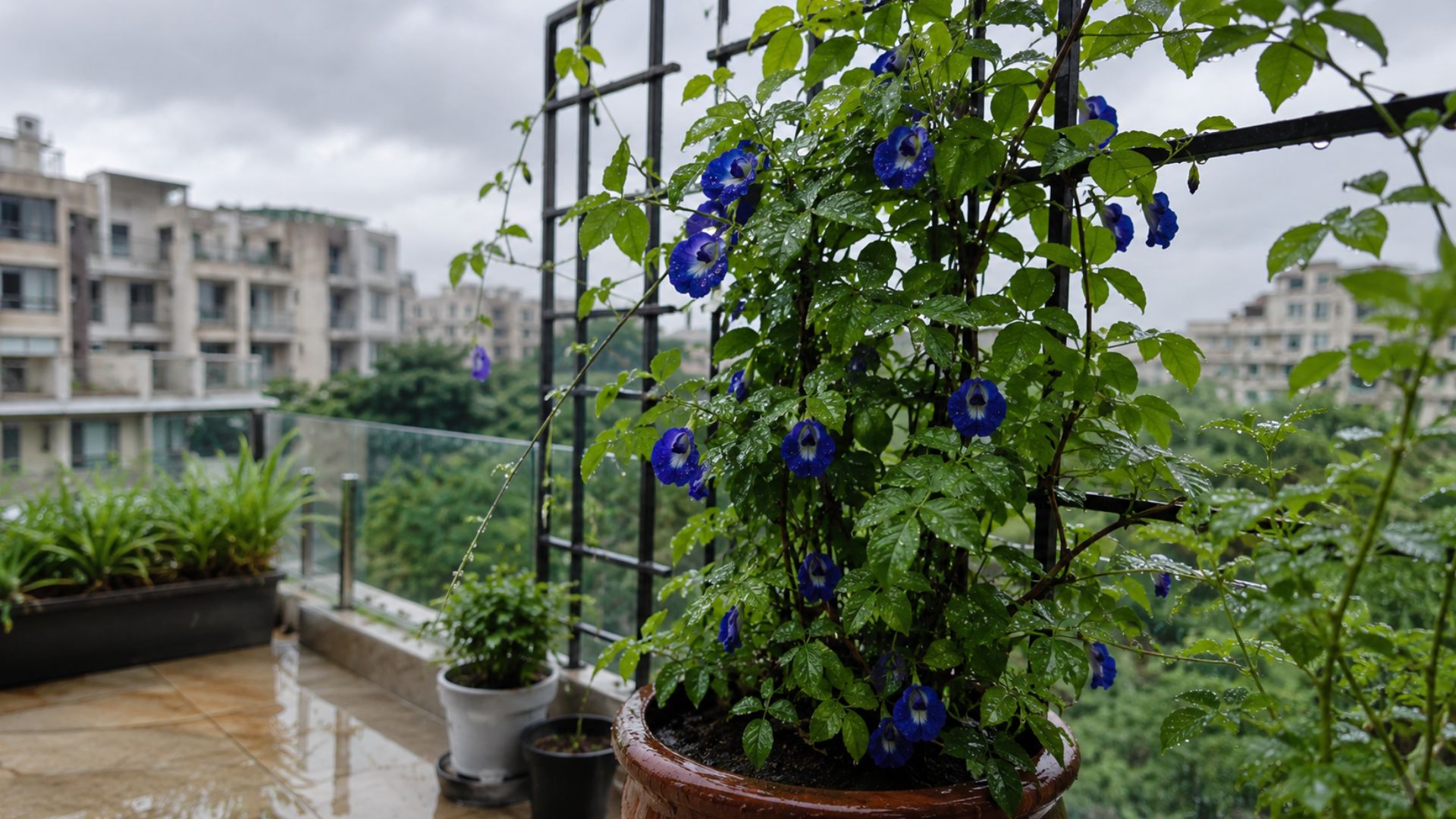 Aparajita (Butterfly Pea/अपराजिता)