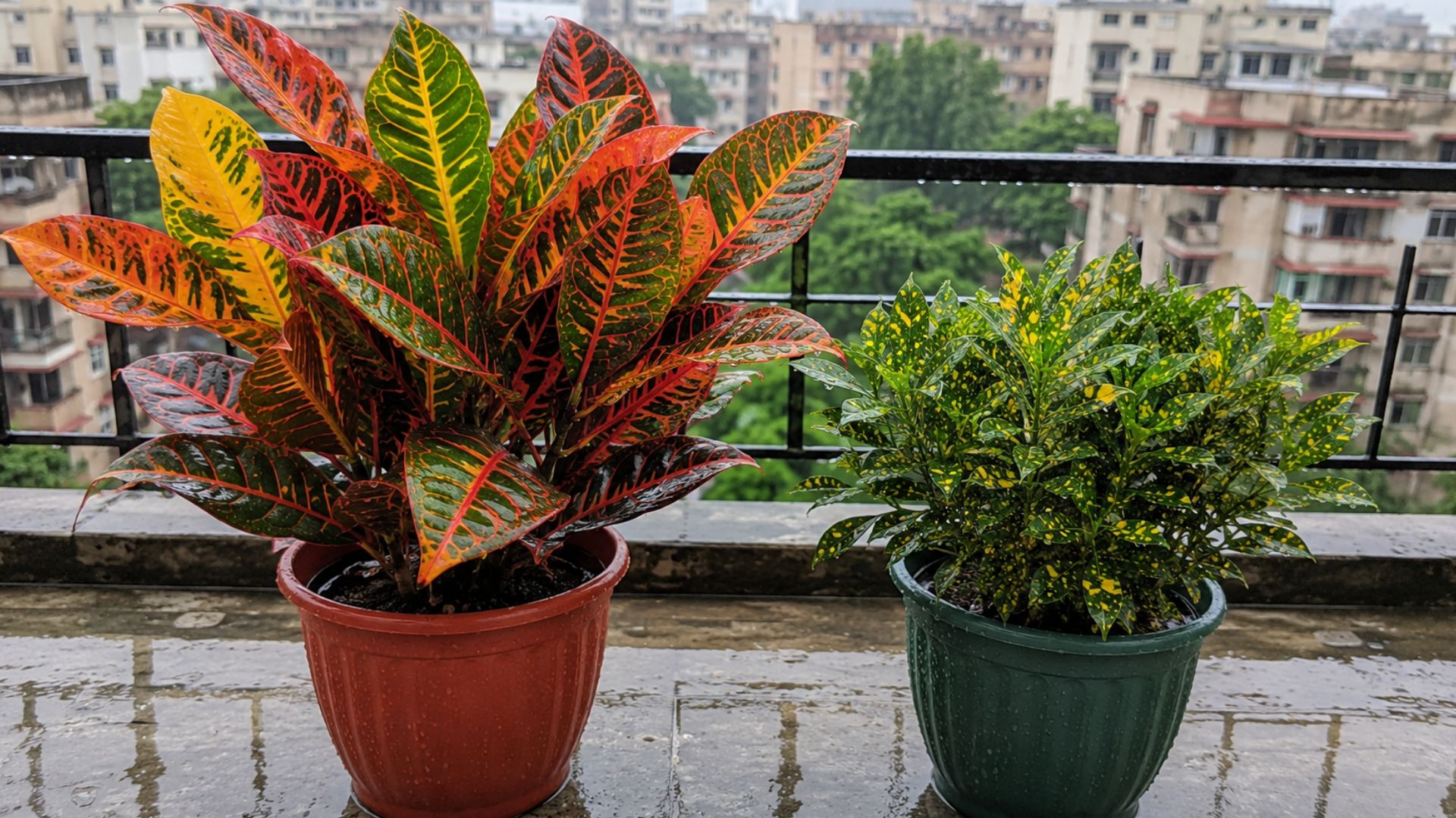 Croton Petra (क्रोटन पेट्रा) and Baby Croton Gold Star (बेबी क्रोटन गोल्ड स्टार)