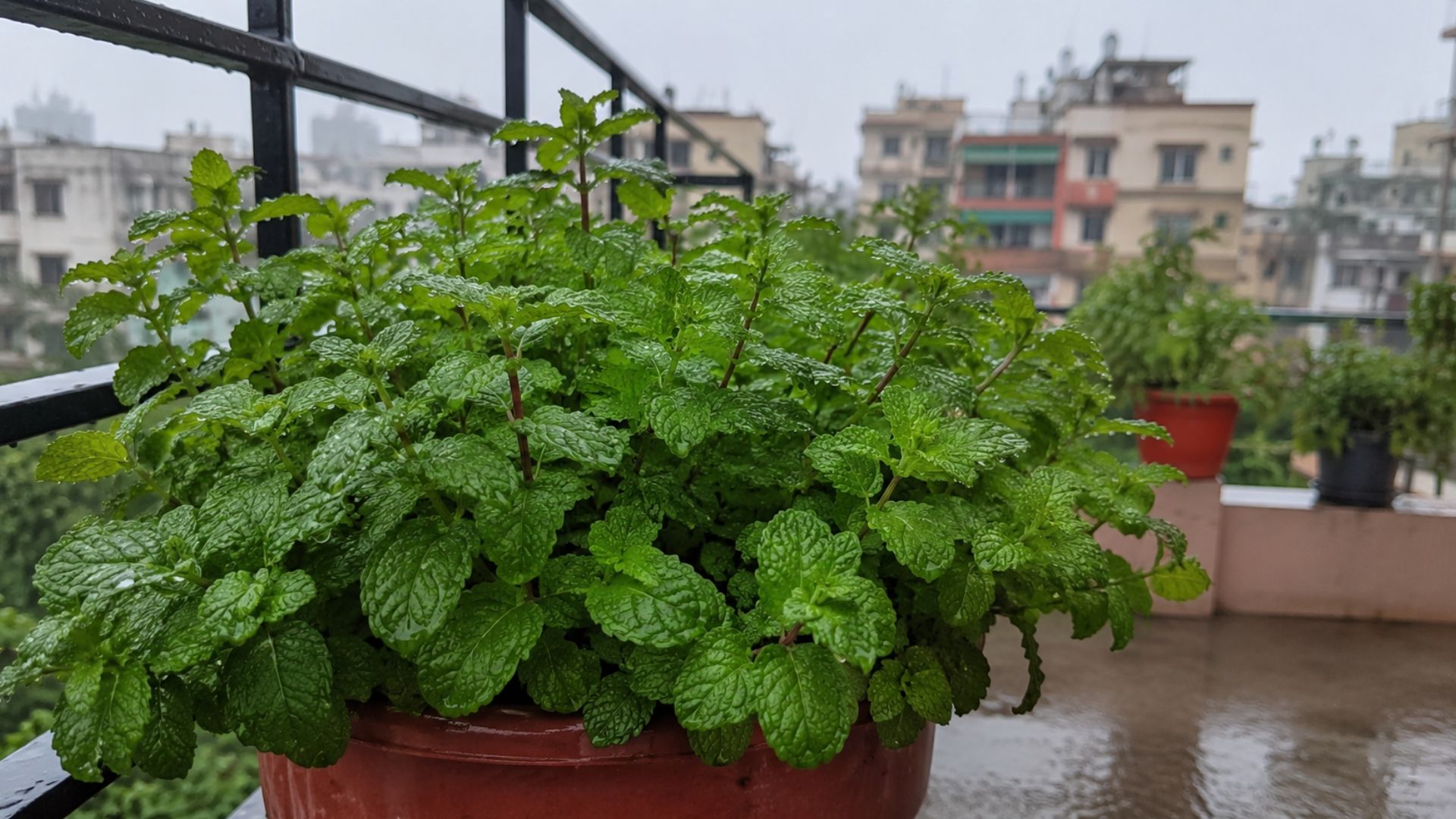 Mint (पुदीना)