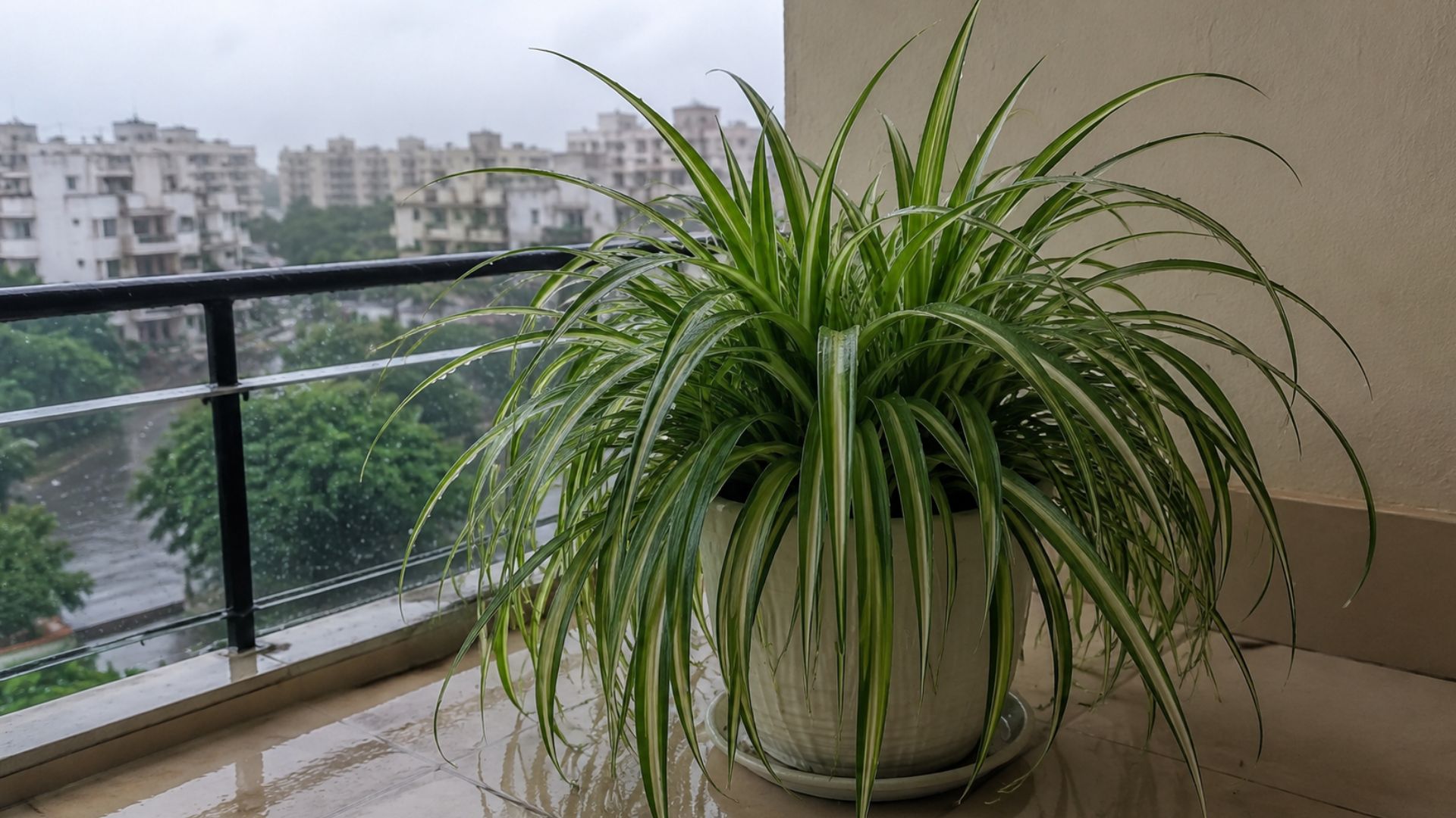 Spider Plant (स्पाइडर प्लांट)