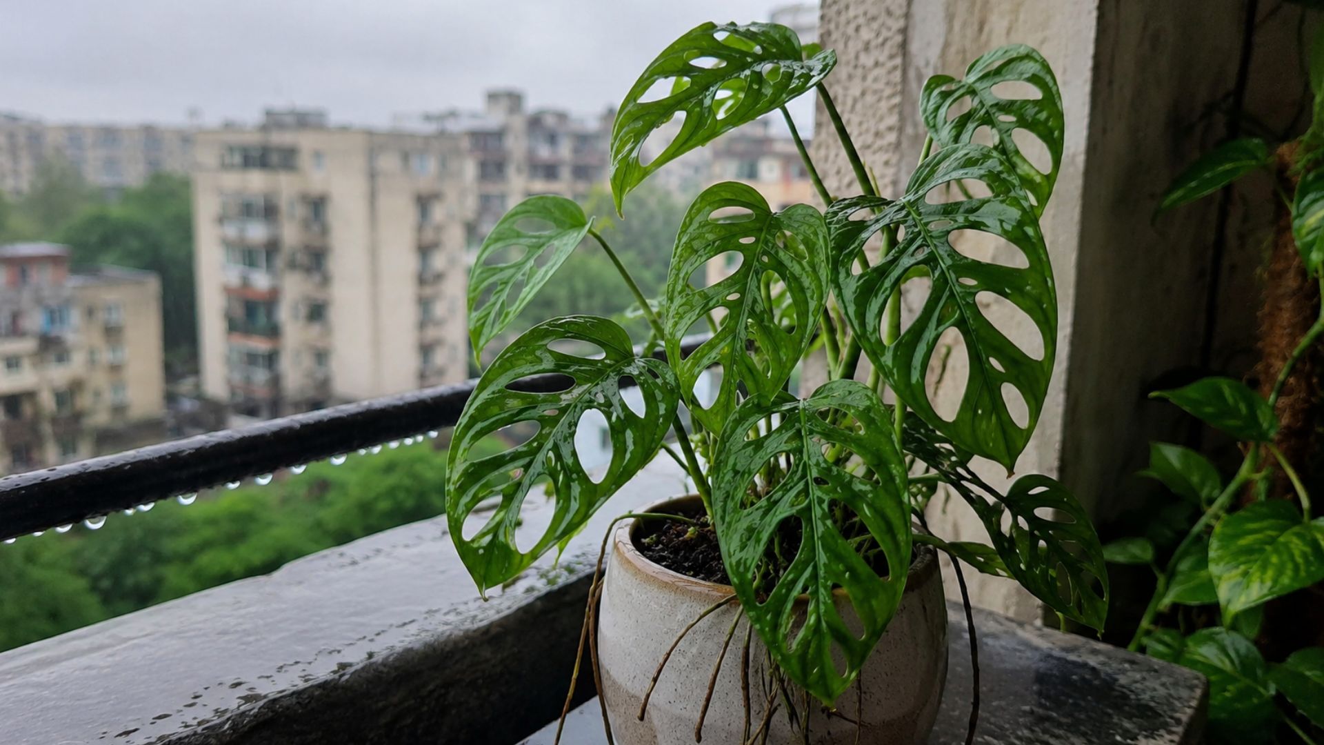 Monstera Broken Heart (मॉन्स्टेरा ब्रोकन हार्ट)