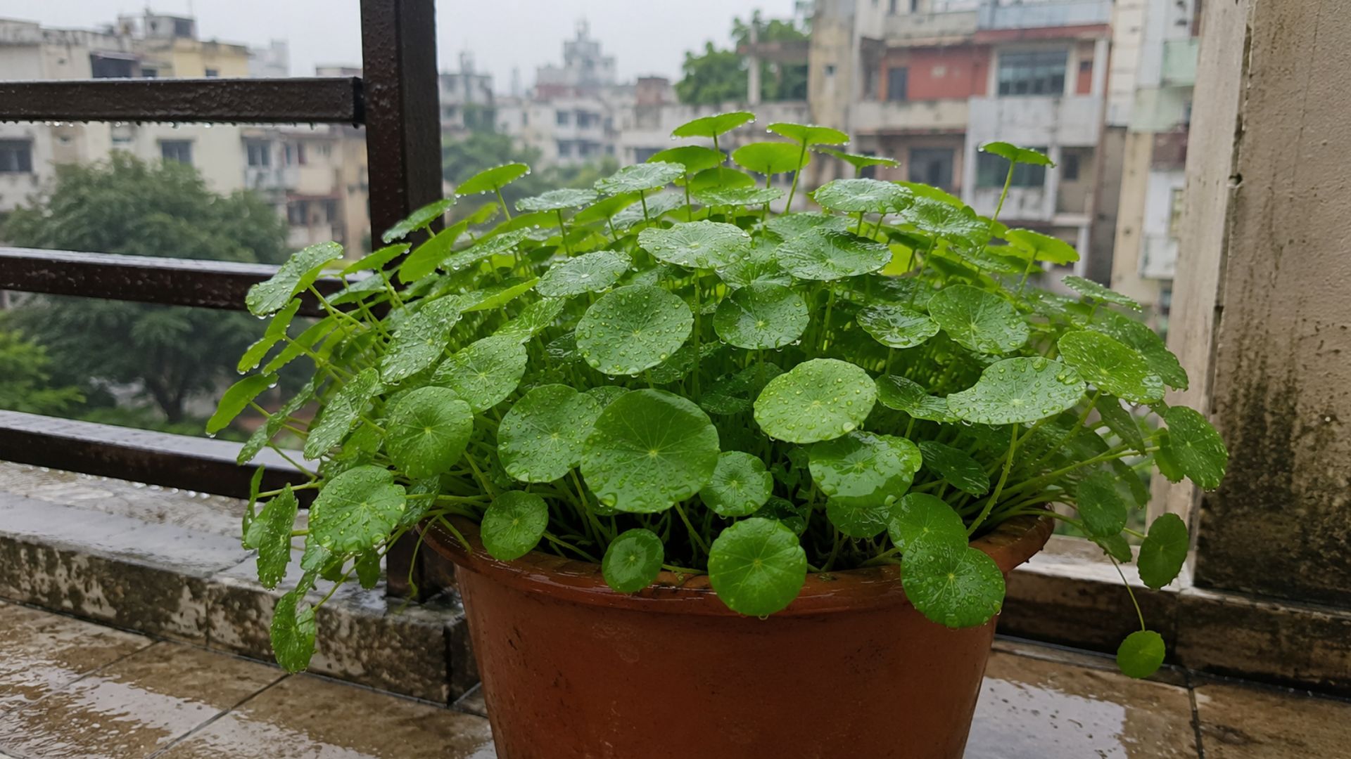 Brahmi Dollar / Pennywort (ब्राह्मी)