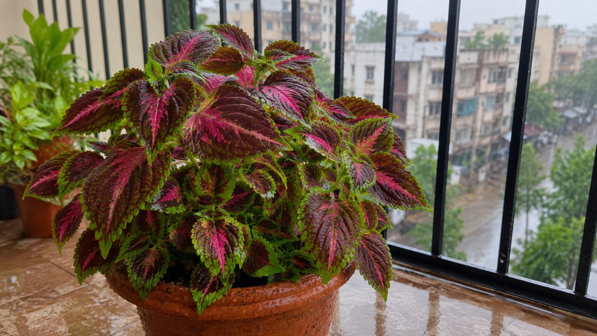 Coleus (कोलियस)