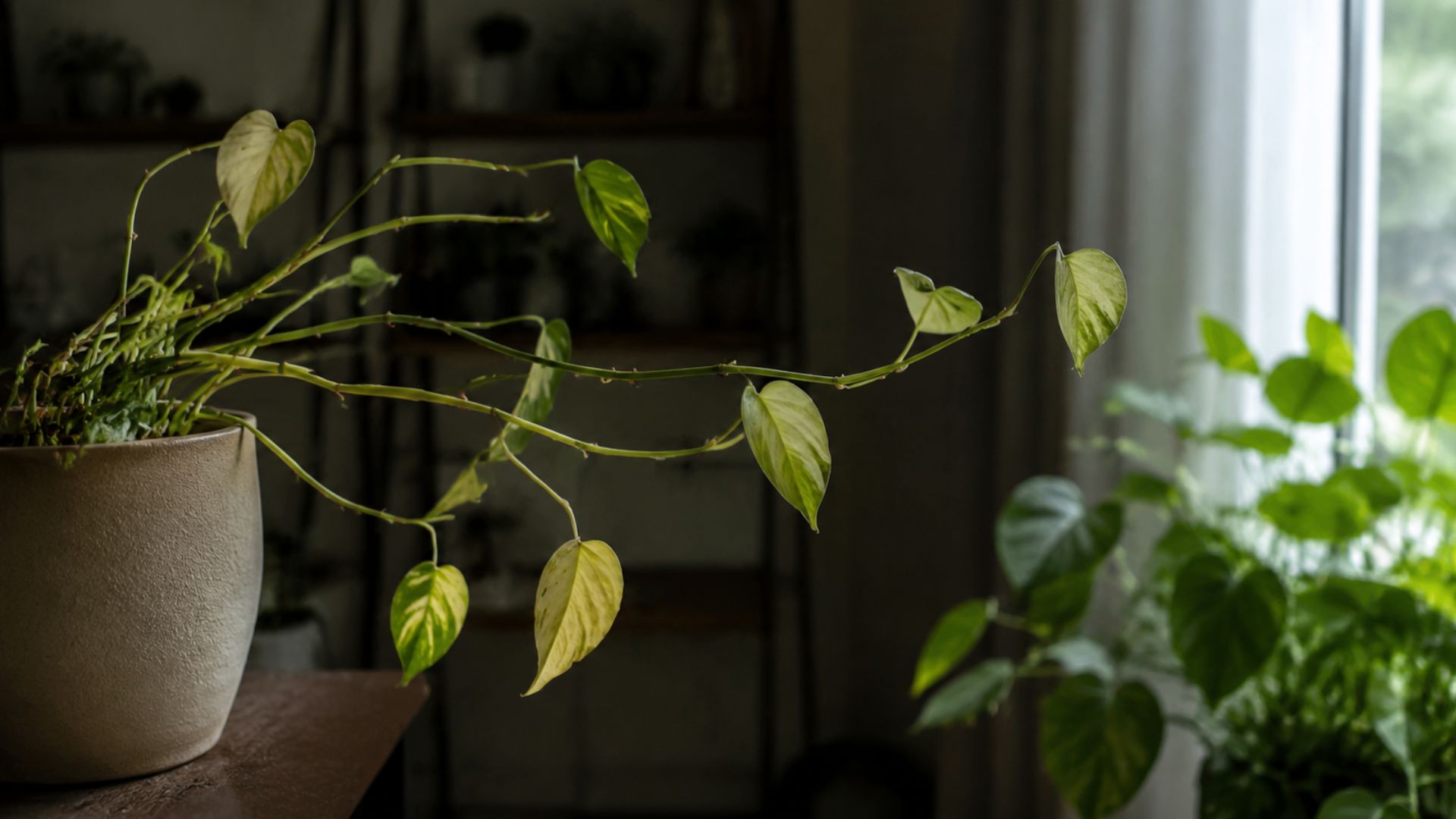It Isn't Getting Enough Light