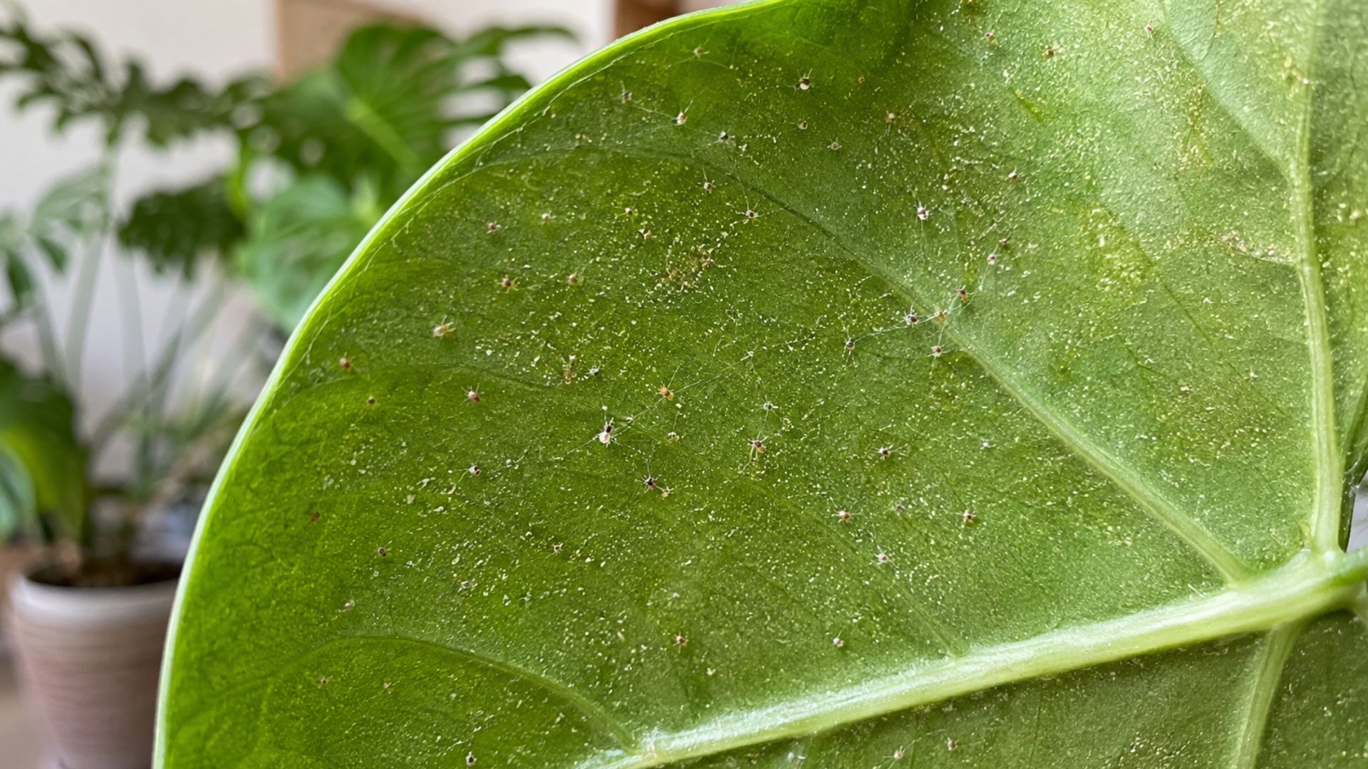 Hidden Pests Travelling Home With Your Plant