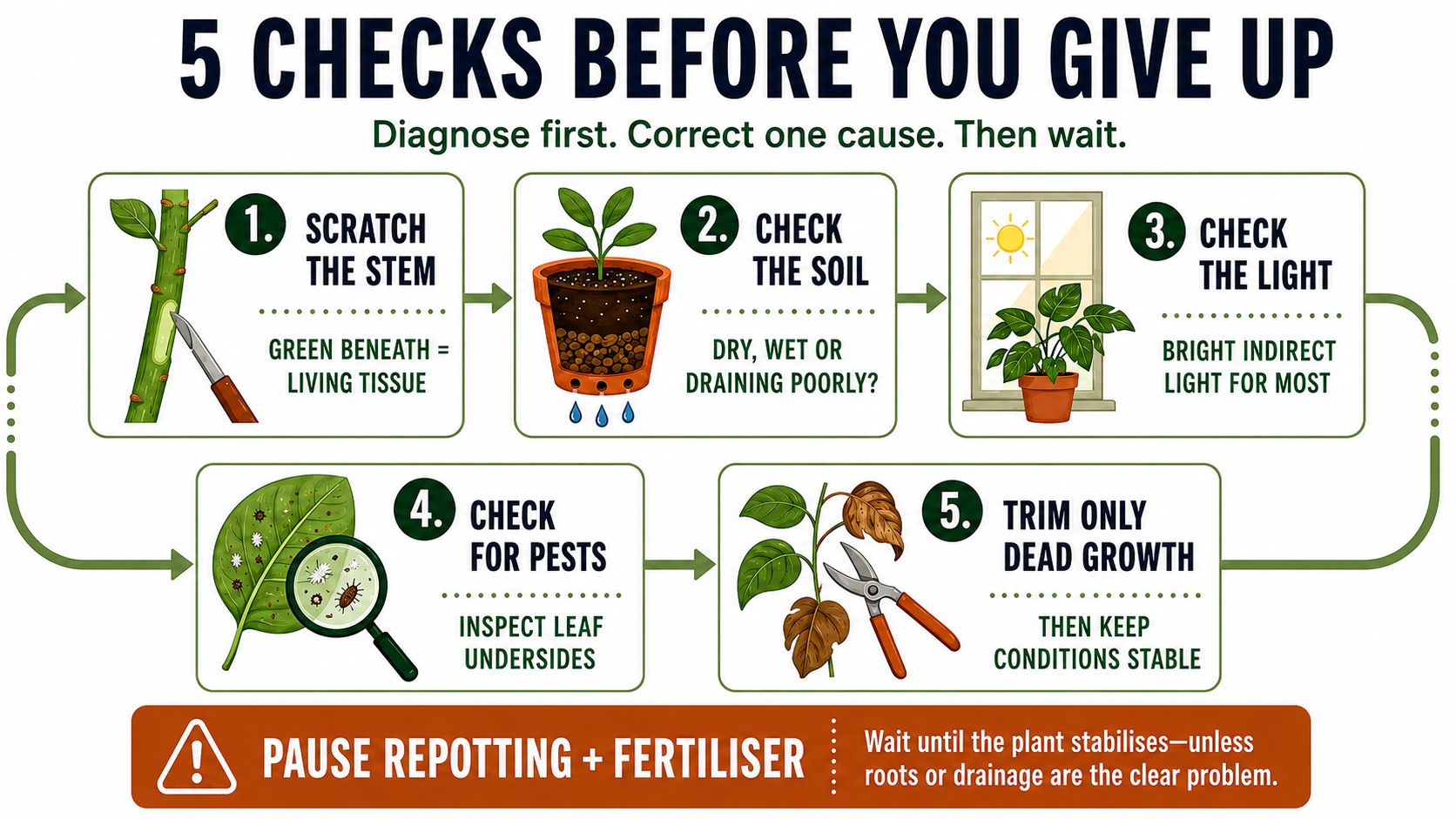 How to Revive a Dying or Dehydrated Plant