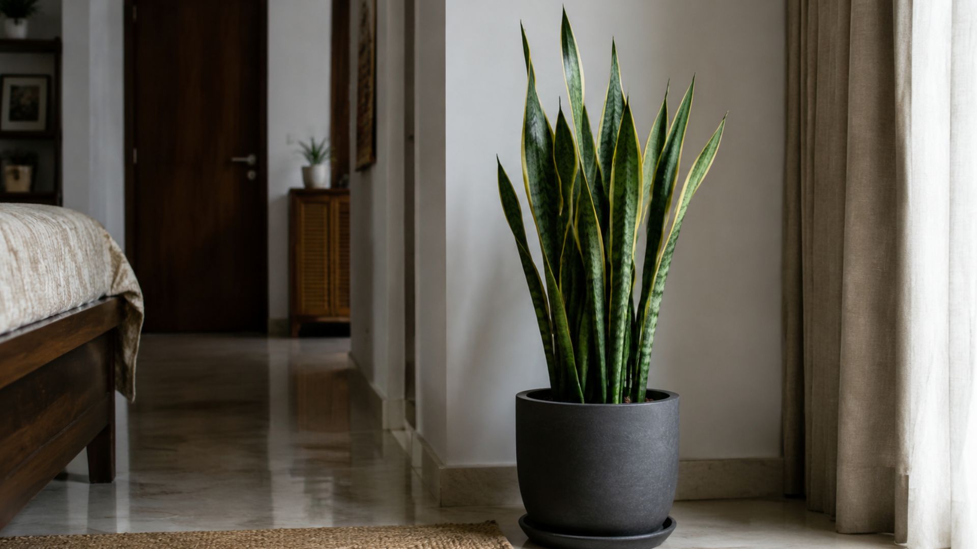 Snake Plant (Sansevieria trifasciata)