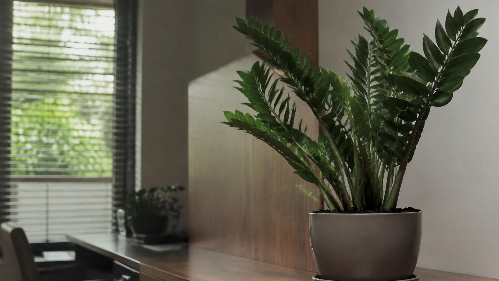 ZZ Plant (Zamioculcas zamiifolia)