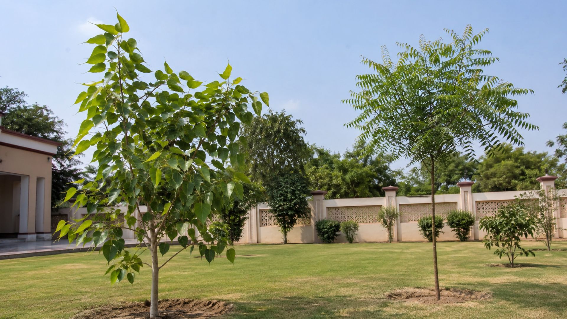 What About Peepal and Neem? Trees That Release Oxygen at Night