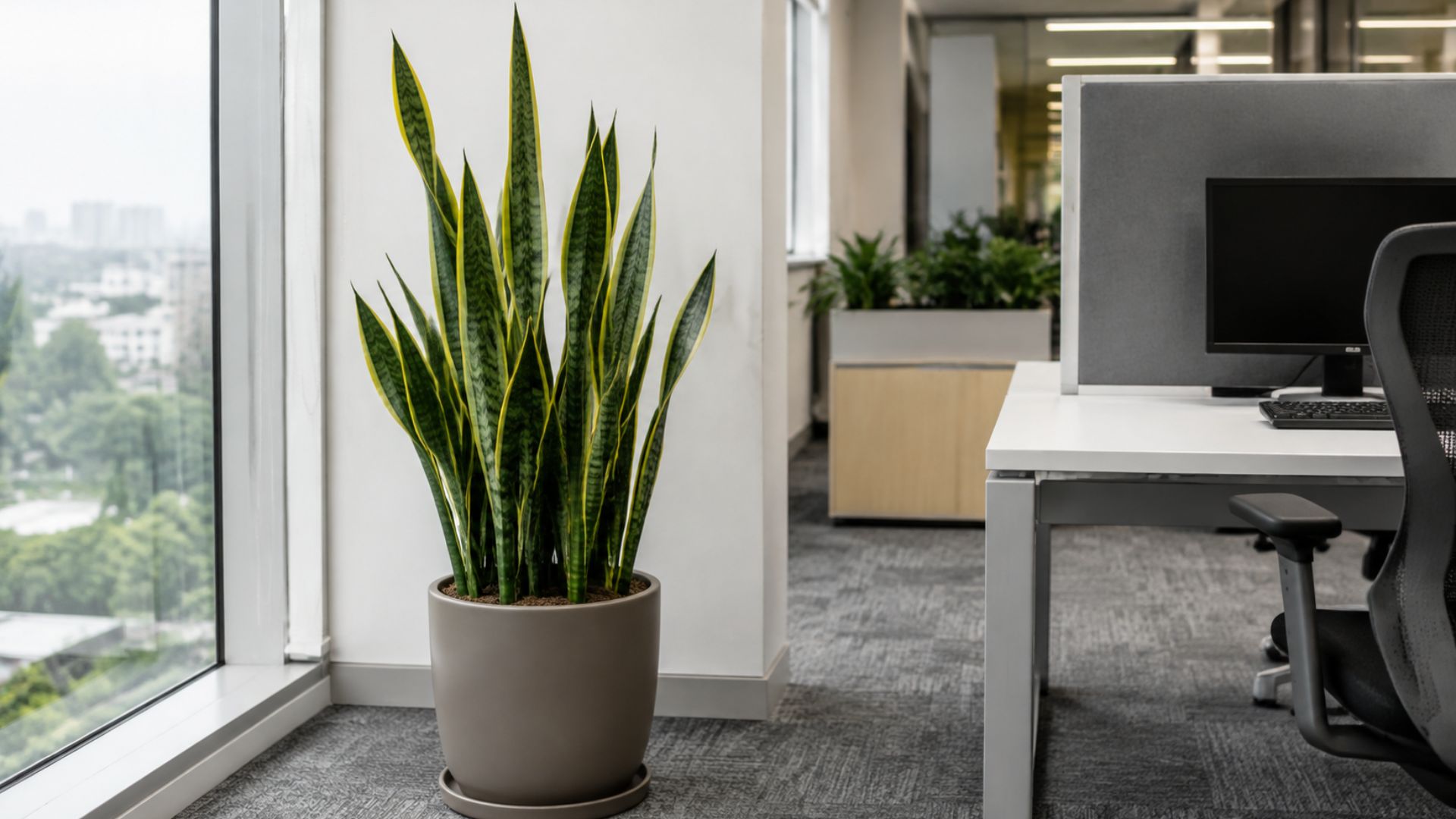Snake Plant