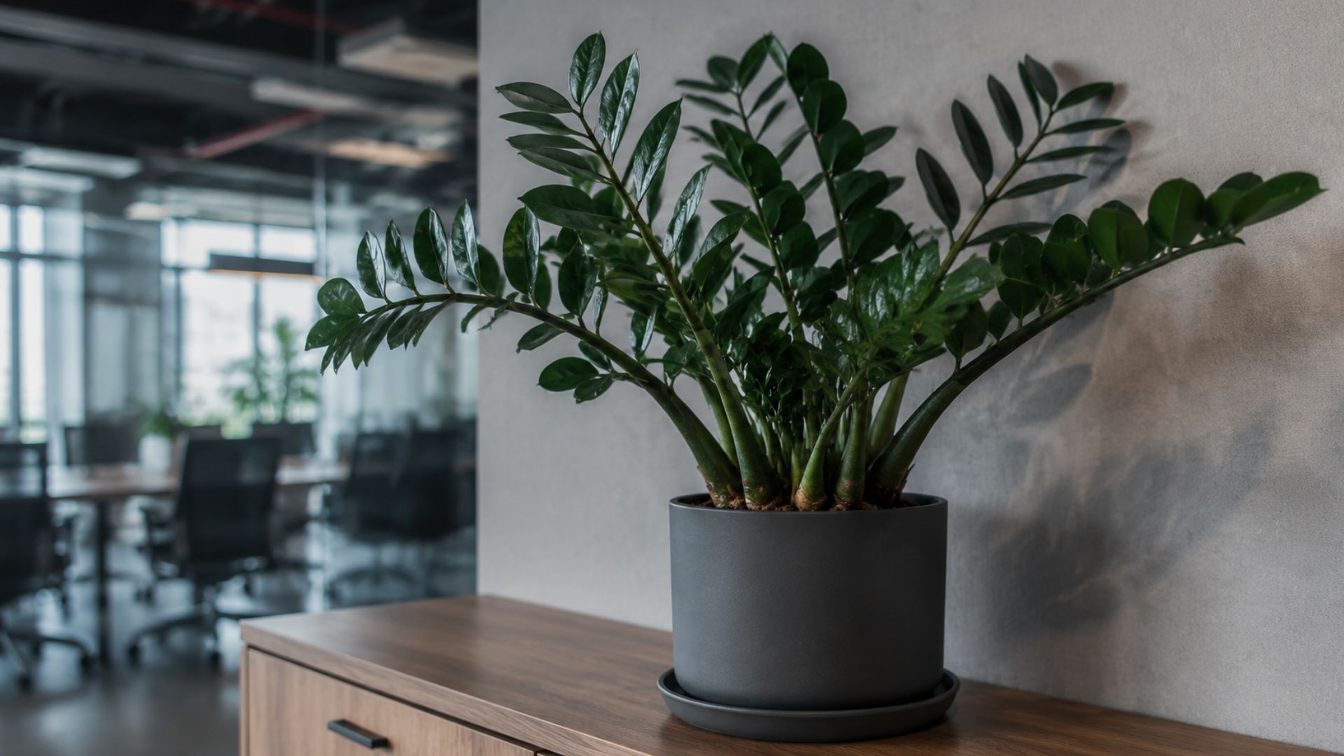 2. ZZ Plant (जेड जेड प्लांट)