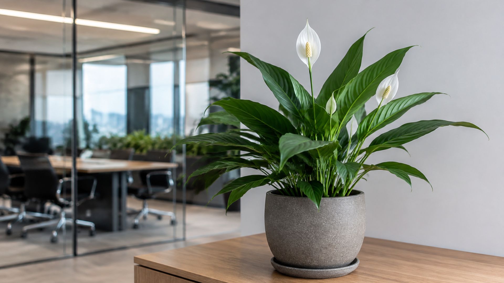 Peace Lily