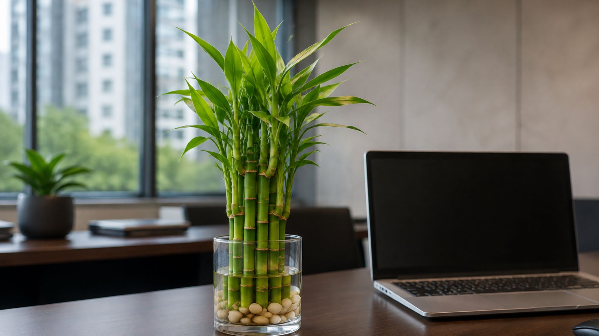Lucky Bamboo (लकी बैंबू/भाग्यशाली बाँस)