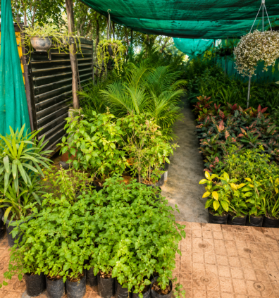 Whitefield Bangalore