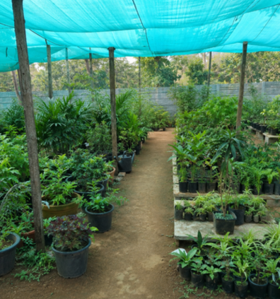 Rohini Delhi