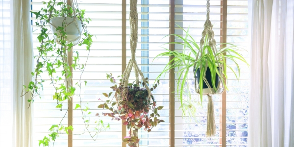 Hanging Plants