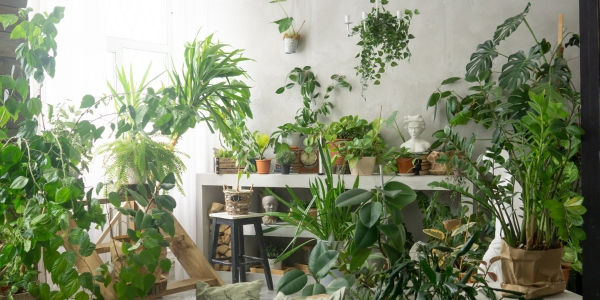 Indoor Jungle