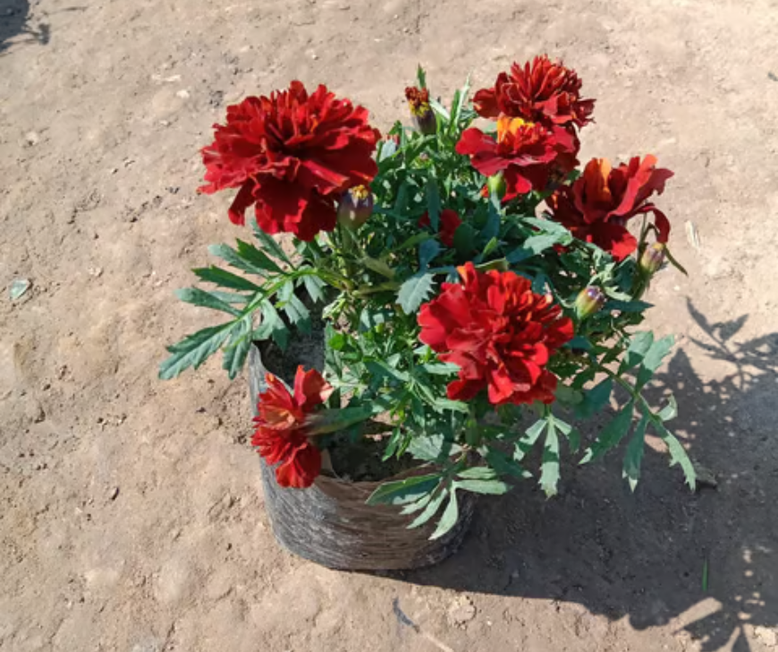 large plants pots Slim Extra Large Planter By Plantatorem Matte Black / Set of 3