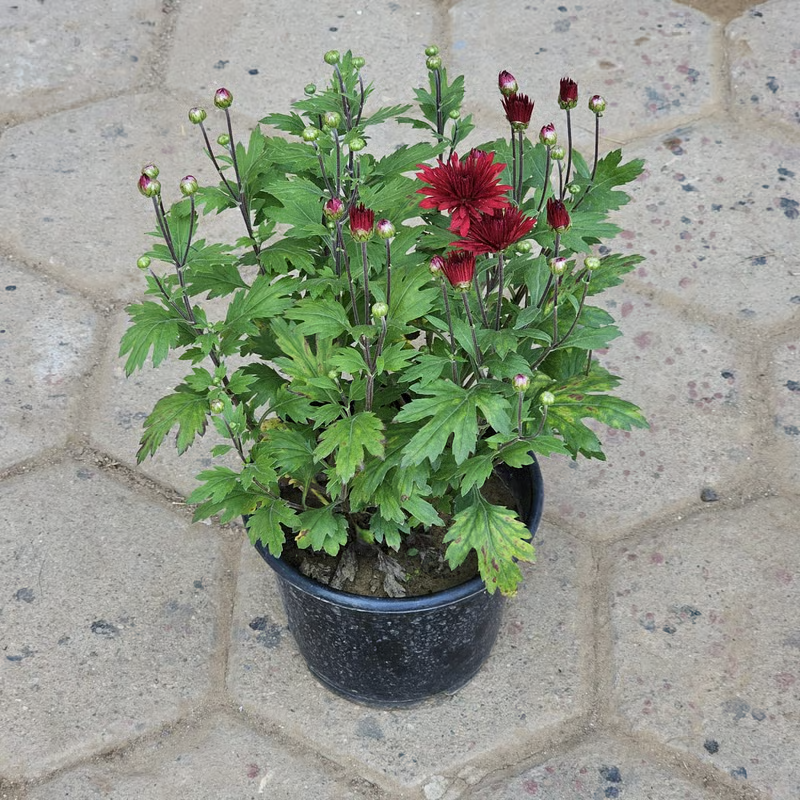 Chrysanthemum
