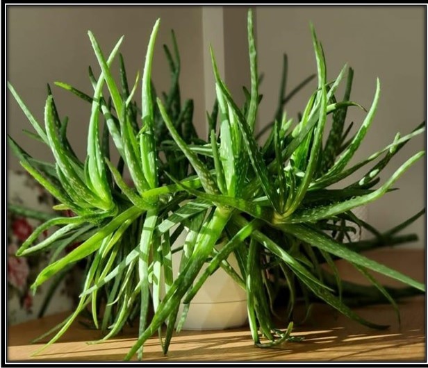 Growing Aloe Vera Plants: How To Care For An Aloe Vera Plant