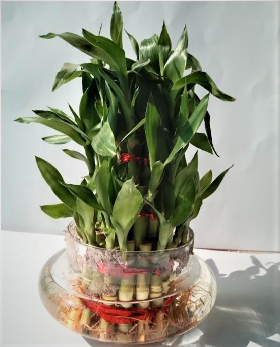 How to Care for Lucky Bamboo: A Guide for Beginners