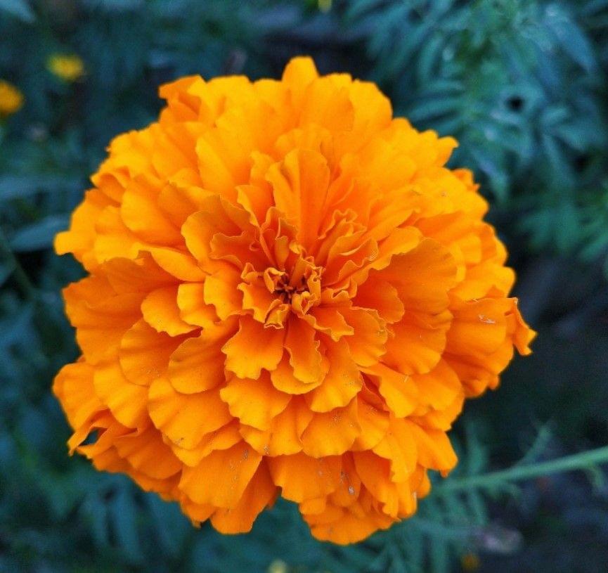 MARIGOLD Flower